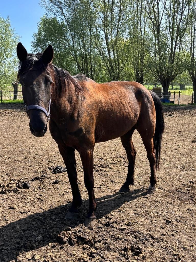 Draagmerrie, franse draver, Dieren en Toebehoren, Paarden, Merrie, Niet van toepassing, 165 tot 170 cm