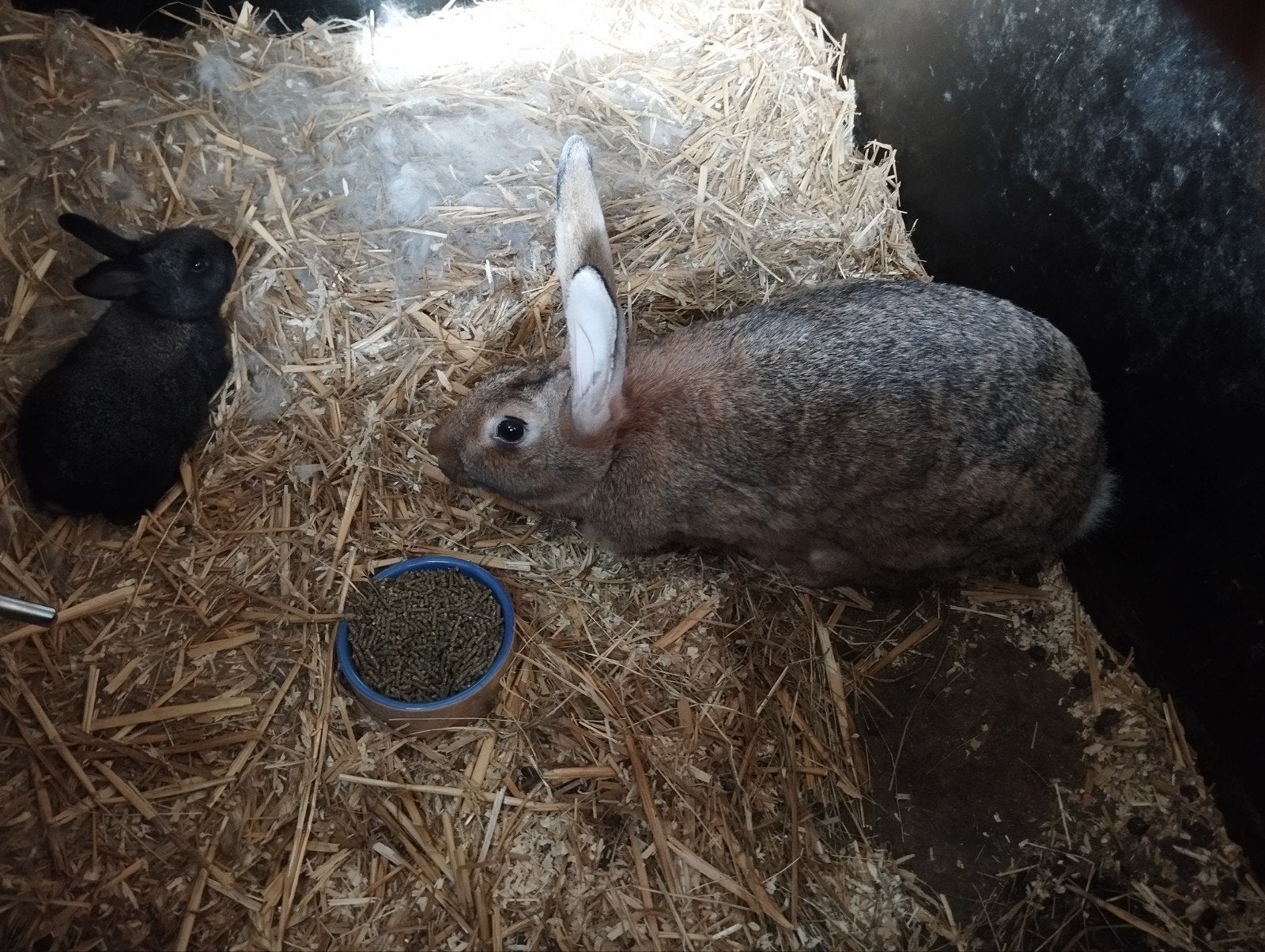 Voedster met jong, Dieren en Toebehoren, Konijnen