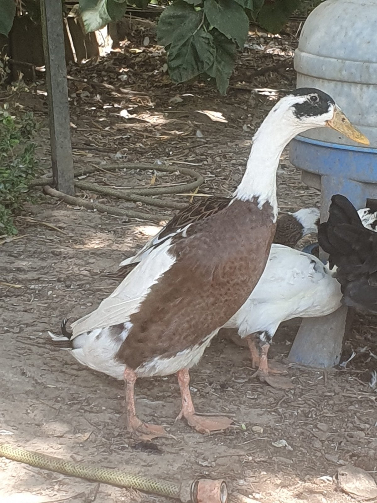 Trio adule de canard coureur indien pure race, Plusieurs animaux, Canard