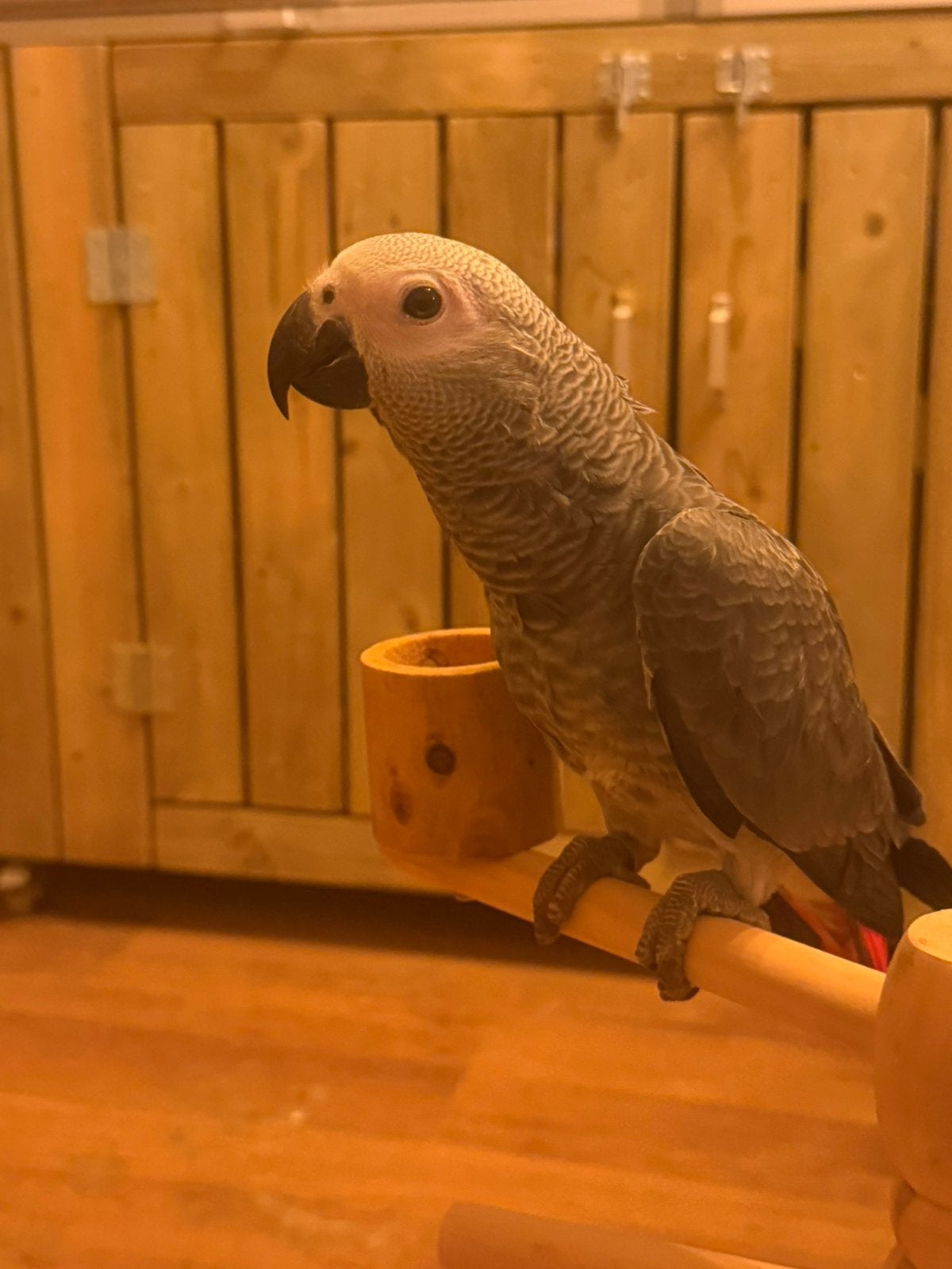 Handtamme grijze roodstaart papegaai, Dieren en Toebehoren, Mannelijk, Papegaai, Tam