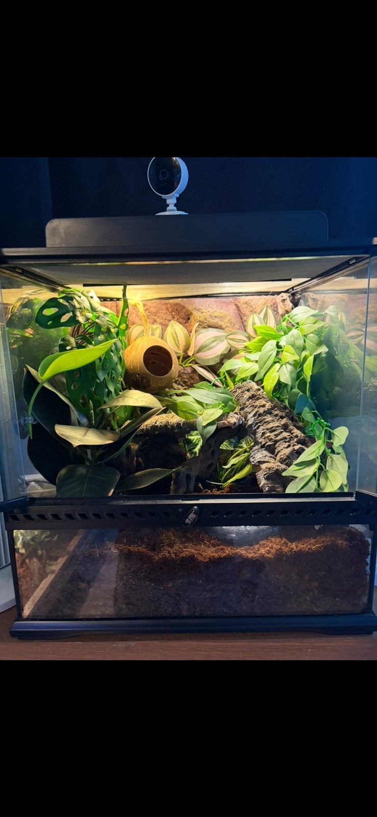 Exo terra terrarium + wimpergekko, Ophalen, Zo goed als nieuw