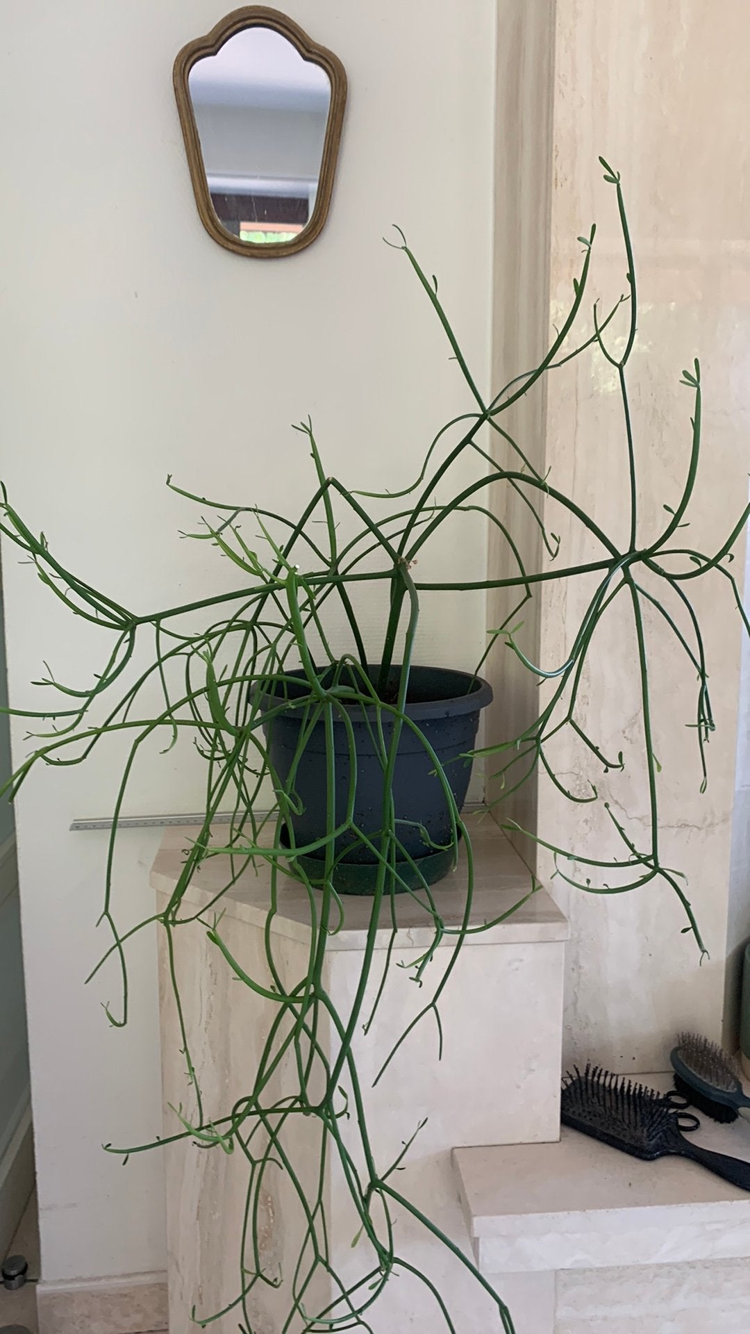 Potloodplant (Euphorbia tirucalli),vetplant groene stengels., Enlèvement, Plante succulente