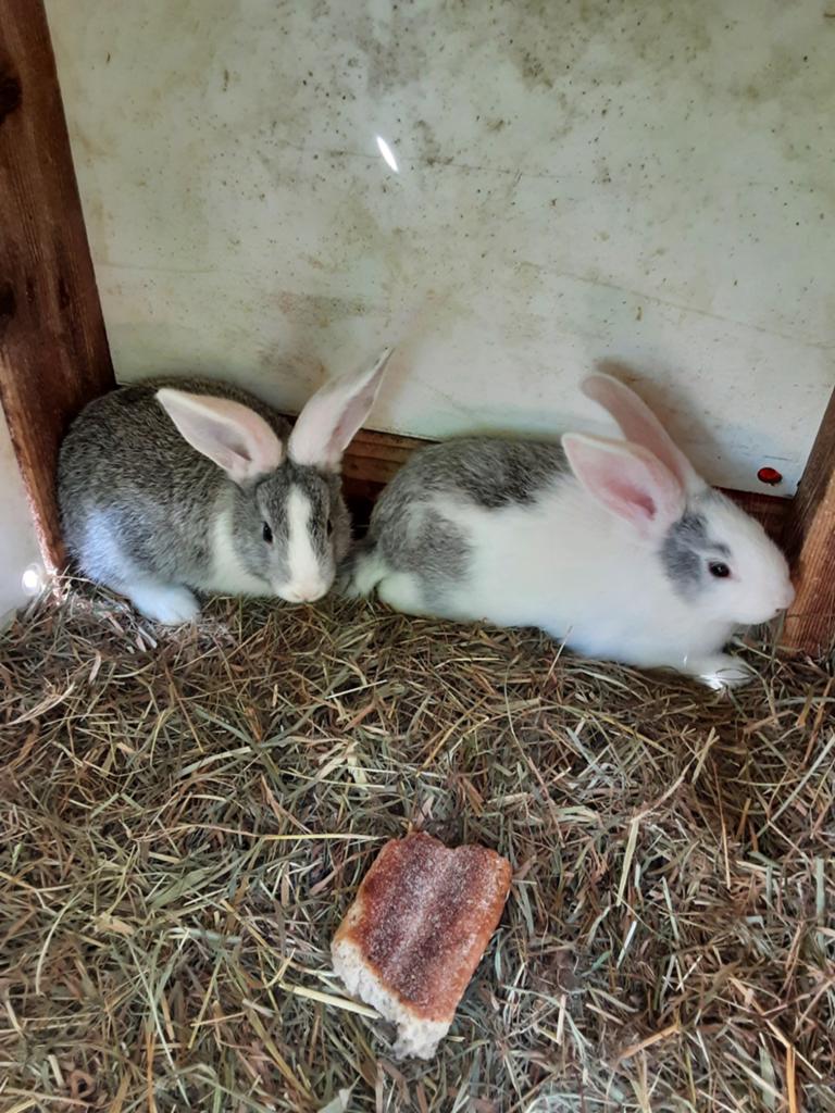 Jonge duitse reuzen, Dieren en Toebehoren, Konijnen