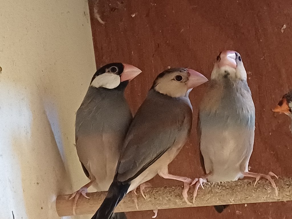 Rijstvogels, Dieren en Toebehoren