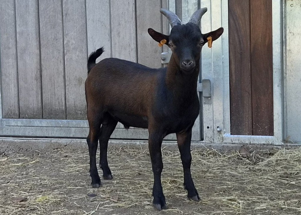 Dwerggeit bokje - zeer mooi donker bruin geitje - stamboek, Mâle, Chèvre, 0 à 2 ans
