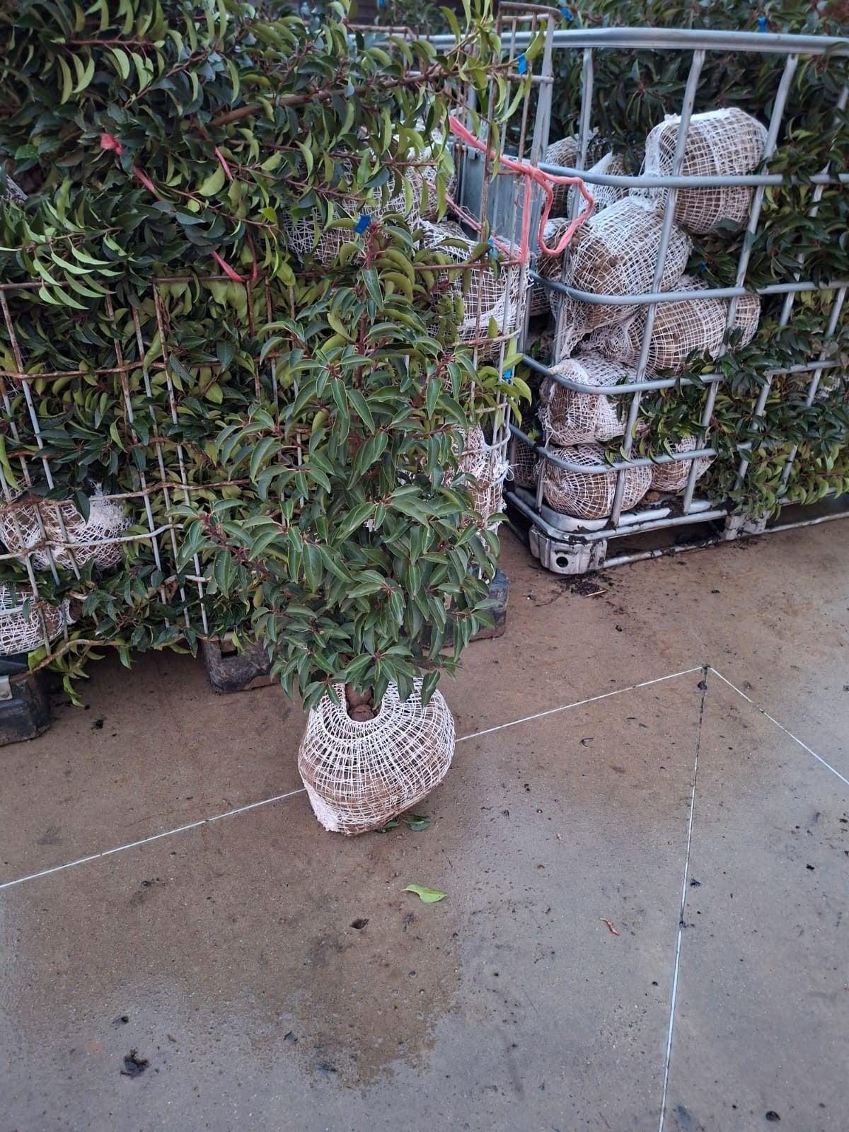 ‼️portugese laurier slechts 2per meter nodig ‼️, Jardin & Terrasse, Enlèvement