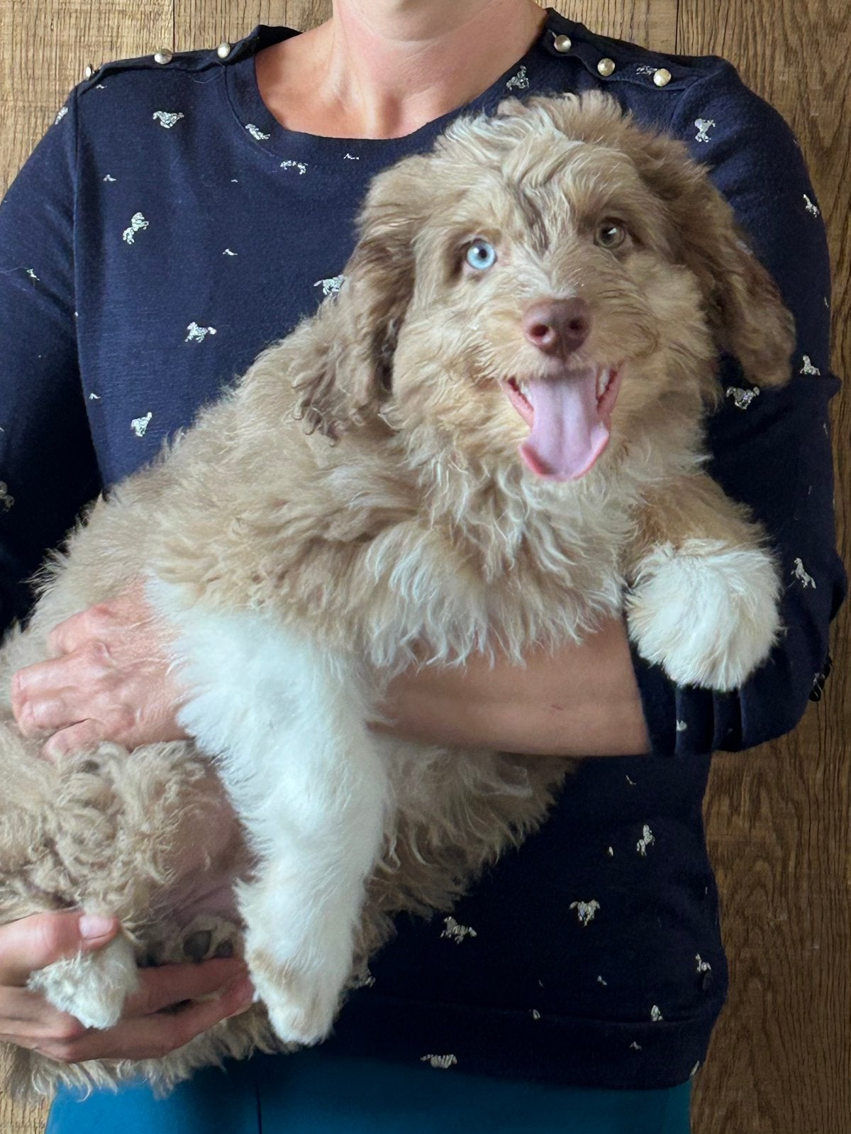 Prachtige aussiedoodle pup, Dieren en Toebehoren, België, Reu, 8 tot 15 weken, Parvo