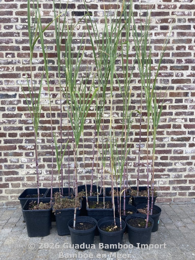 Herbe ornementale Triarrhena lutarioriparia Giant Grass, Jardin & Terrasse, Plantes | Jardin, Ne fleurit pas, Plein soleil, Enlèvement