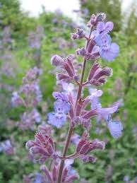 Nepeta Six Hills Giant, Jardin & Terrasse, Enlèvement, Mi-ombre