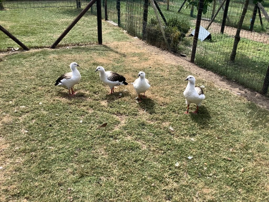 Gans ganzen andesgans, Oie ou Cygne