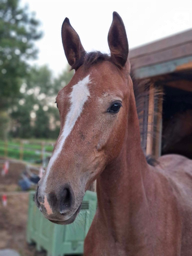 Plaats vrij voor paard op weide ., Dieren en Toebehoren, Weidegang, 1 paard of pony