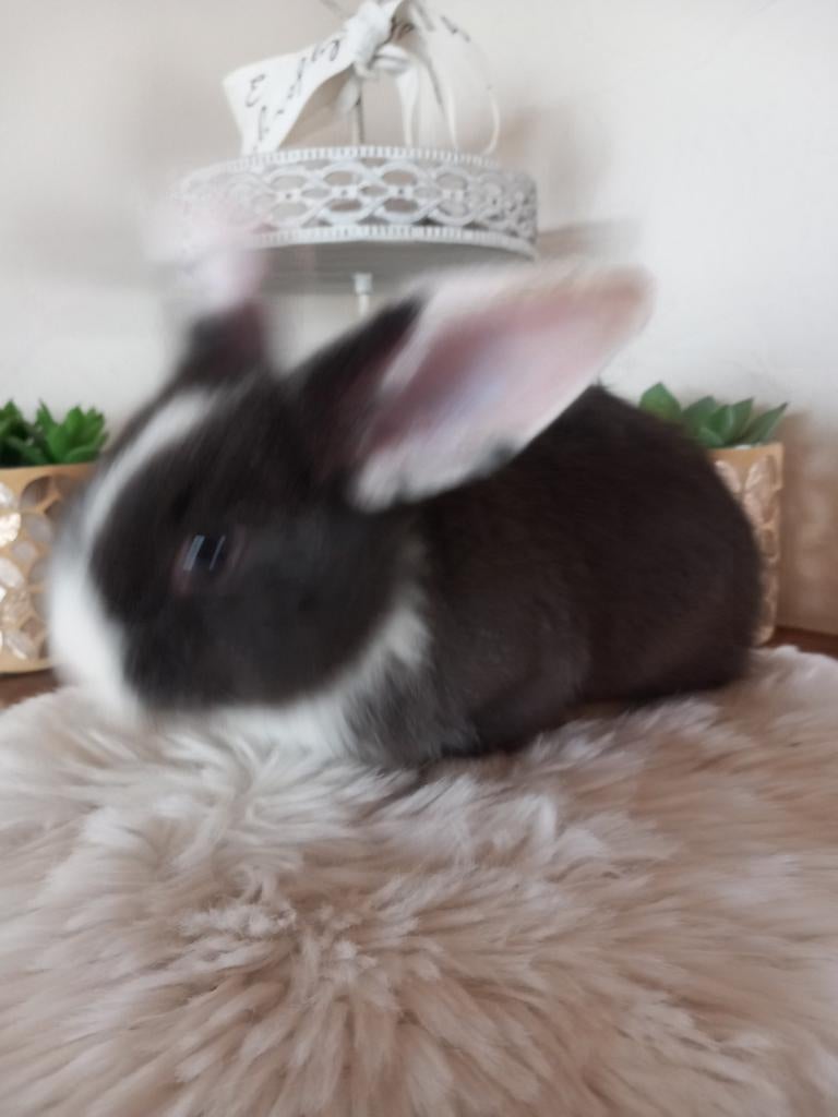 Duitse reuzen Ram, Dieren en Toebehoren, Konijnen, Groot, Mannelijk, 0 tot 2 jaar, Hangoor