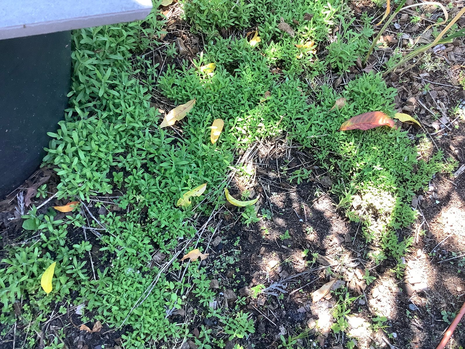 Lavendel en akelei plantgoed, Enlèvement, Été