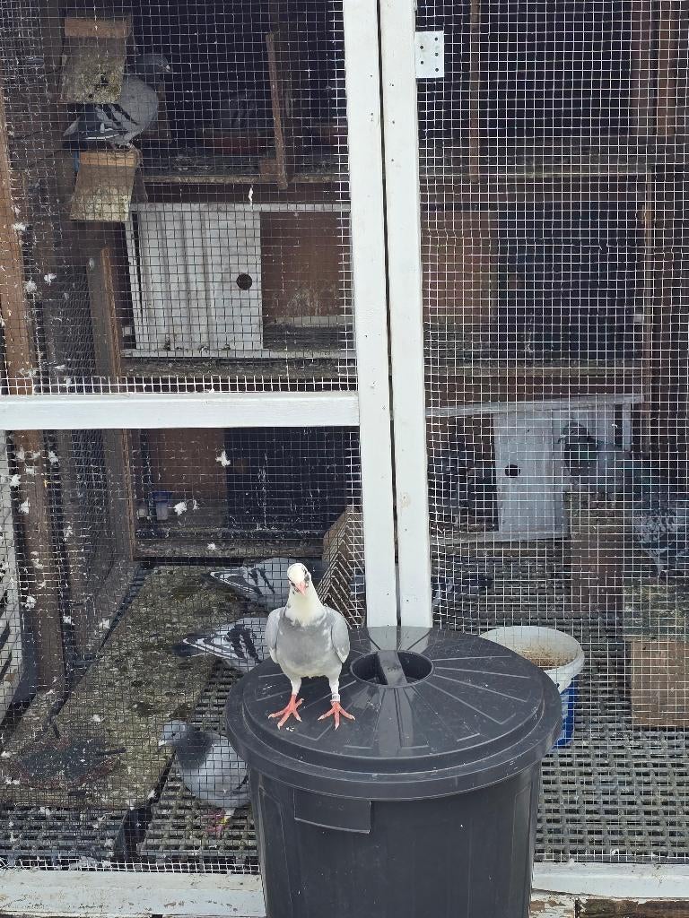 Perceel voor duivenhok, Dieren en Toebehoren, Meerdere dieren, Postduif