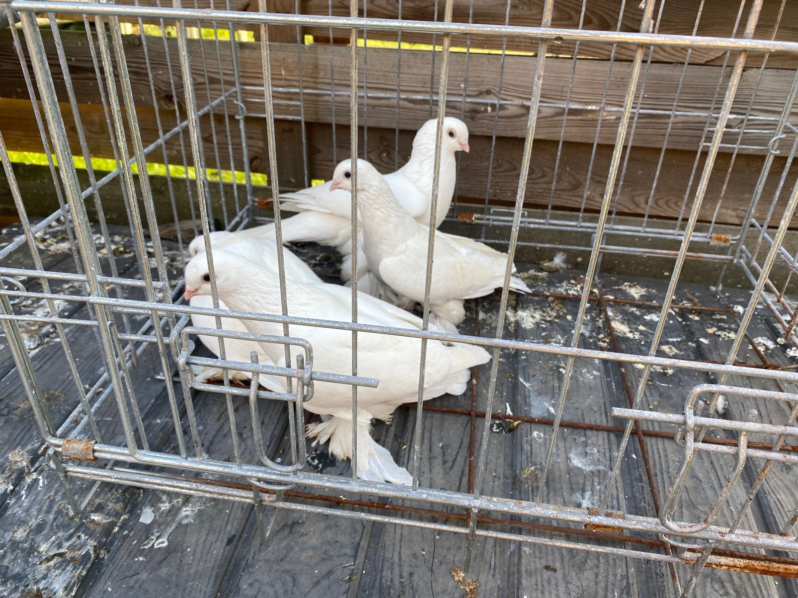 Mooie duiven Ozbek takla, Dieren en Toebehoren
