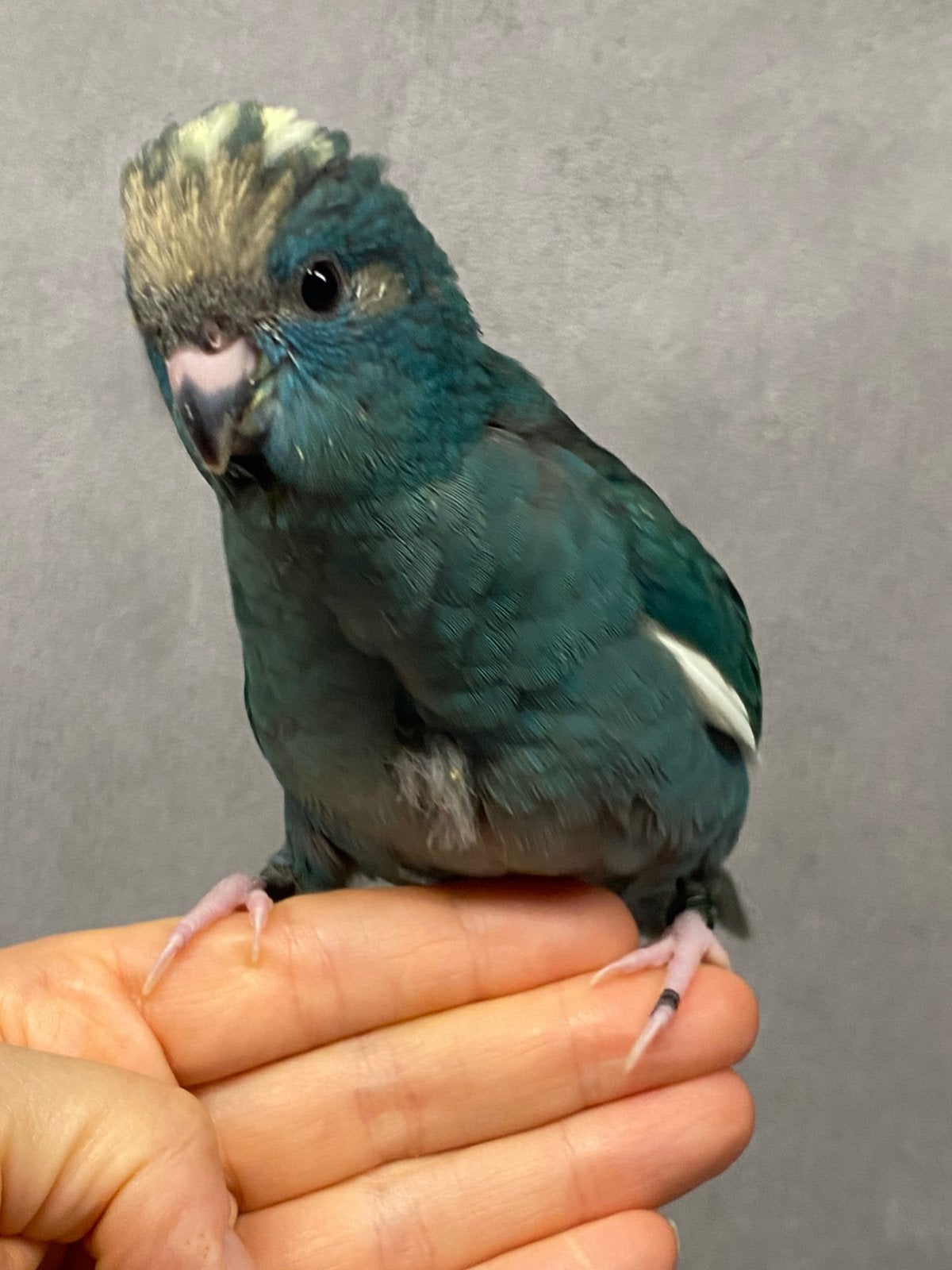 Handtamme jonge kakariki's 2026, Dieren en Toebehoren, Vogels | Parkieten en Papegaaien, Meerdere dieren, Parkiet, Tam