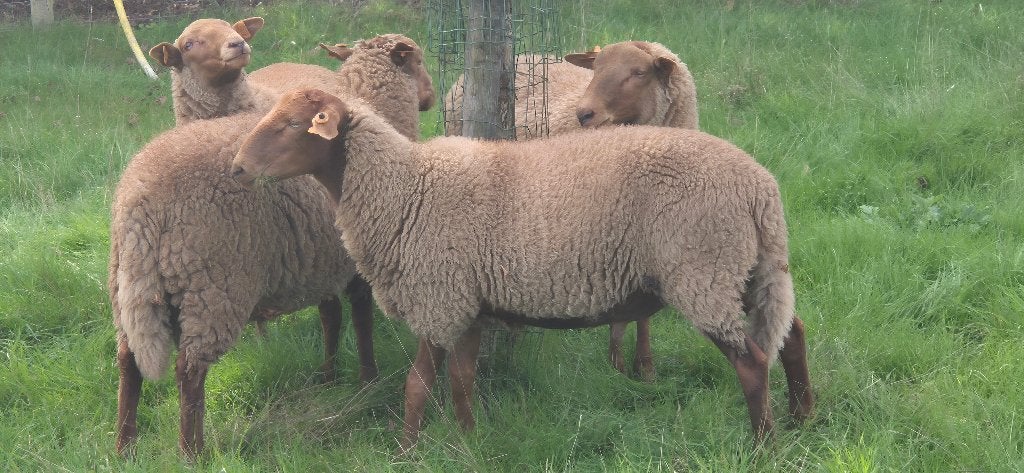 Ardense voskop rammen, Dieren en Toebehoren, Maart, Mannelijk