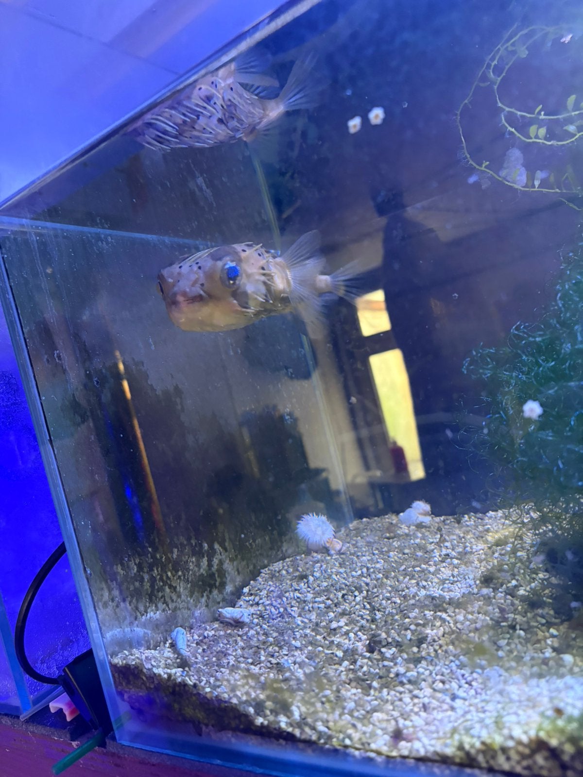 Opblaasvis, Vis, Zoutwatervis