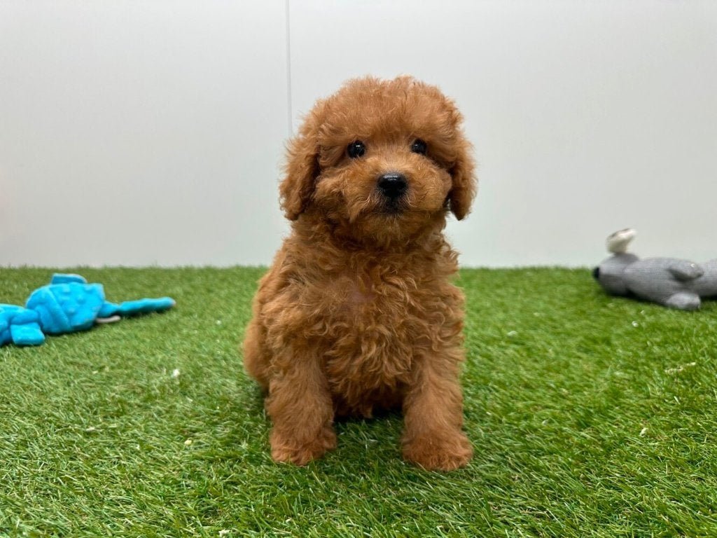 Toy Poedel pups, Poedel, België, Reu, 8 tot 15 weken