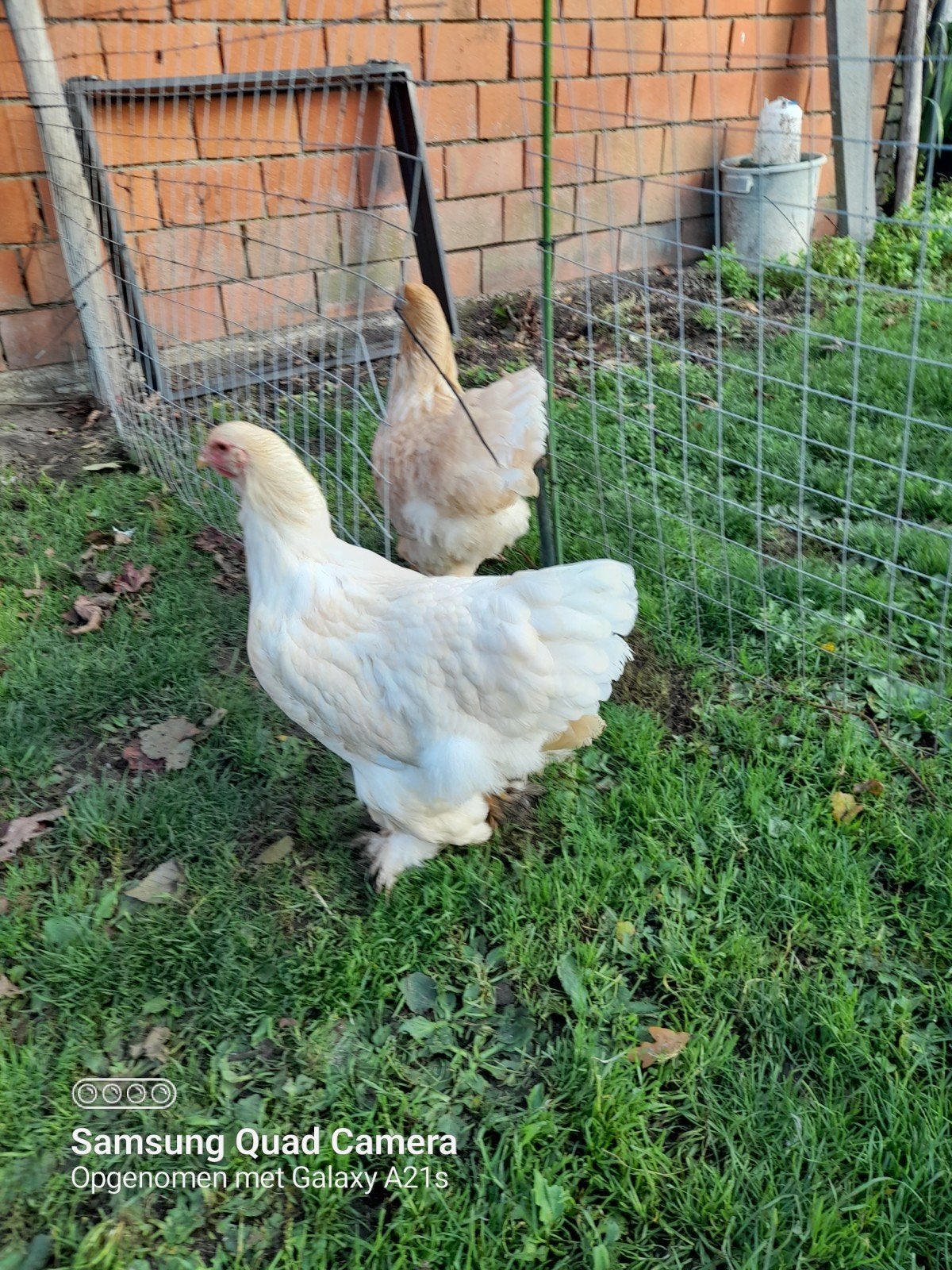 2 jeunes saumons Brahma Phyle, poules et tétras, Animaux & Accessoires, Femelle, Poule ou poulet