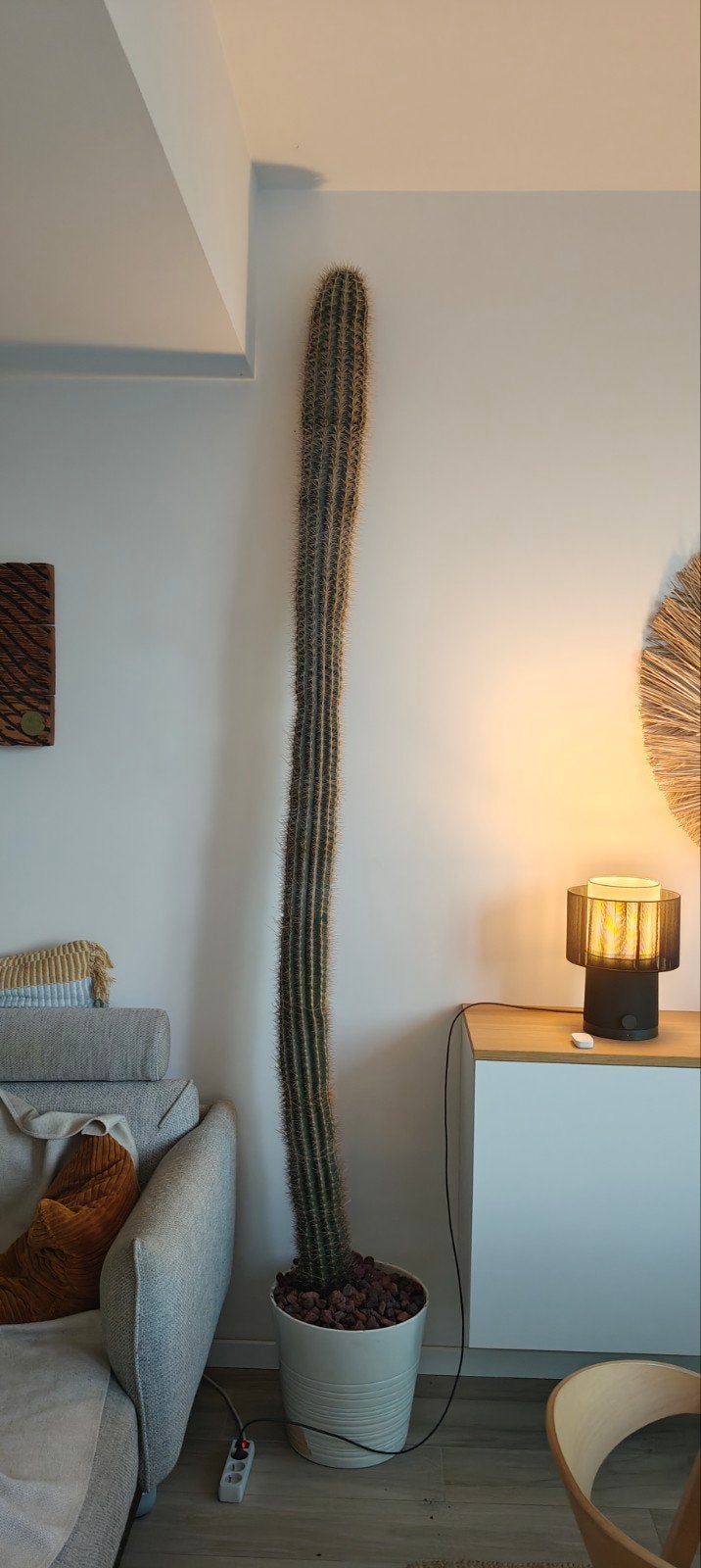 Cactus ''Pachycereus pringlei'', Ophalen, 200 cm of meer, In pot, Cactus