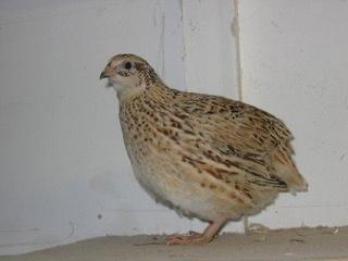 Japanse kwartels, Dieren en Toebehoren, Pluimvee, Vrouwelijk, Overige soorten