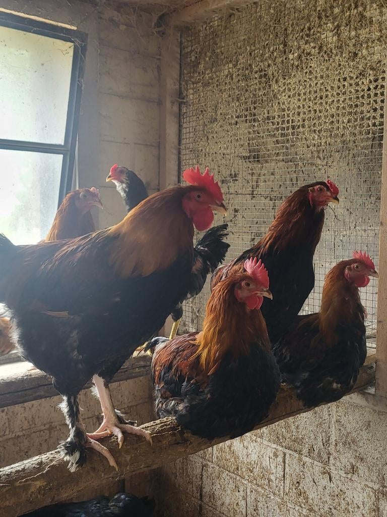 Coqs de blé de Marans, Mâle, Poule ou poulet