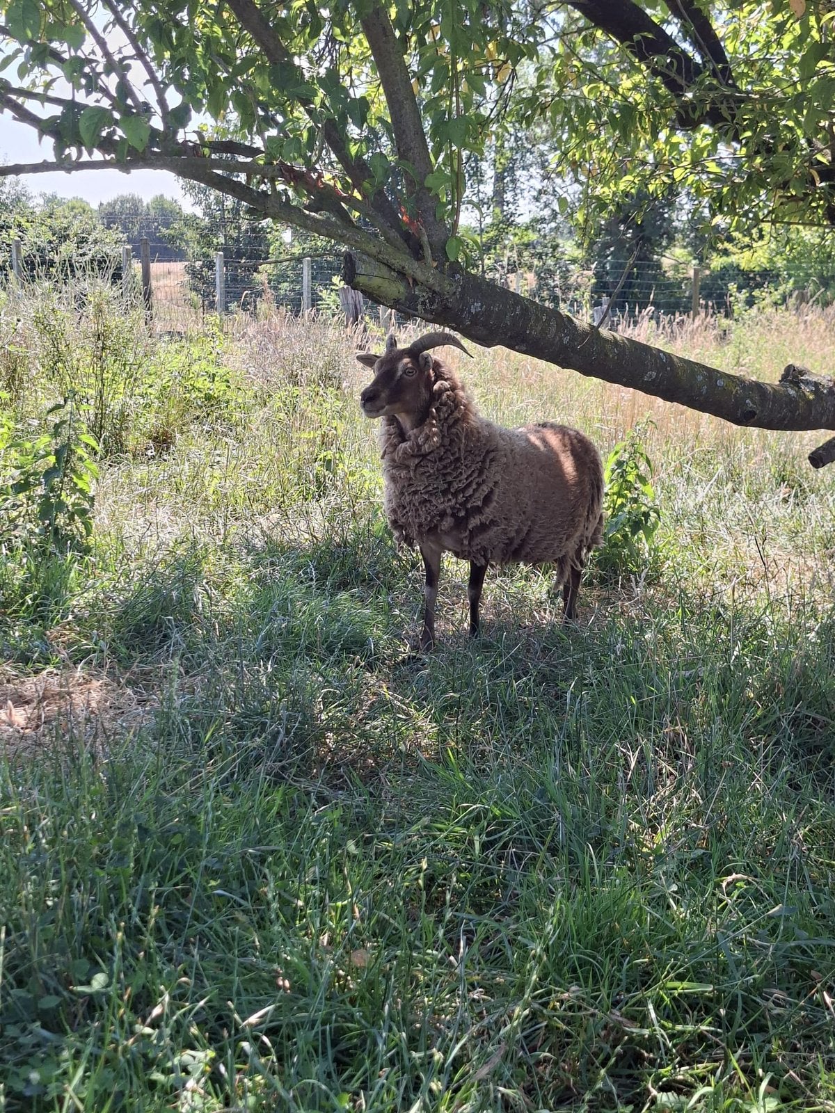 Soay schapen (ooitje), Femelle, Mouton, 0 à 2 ans