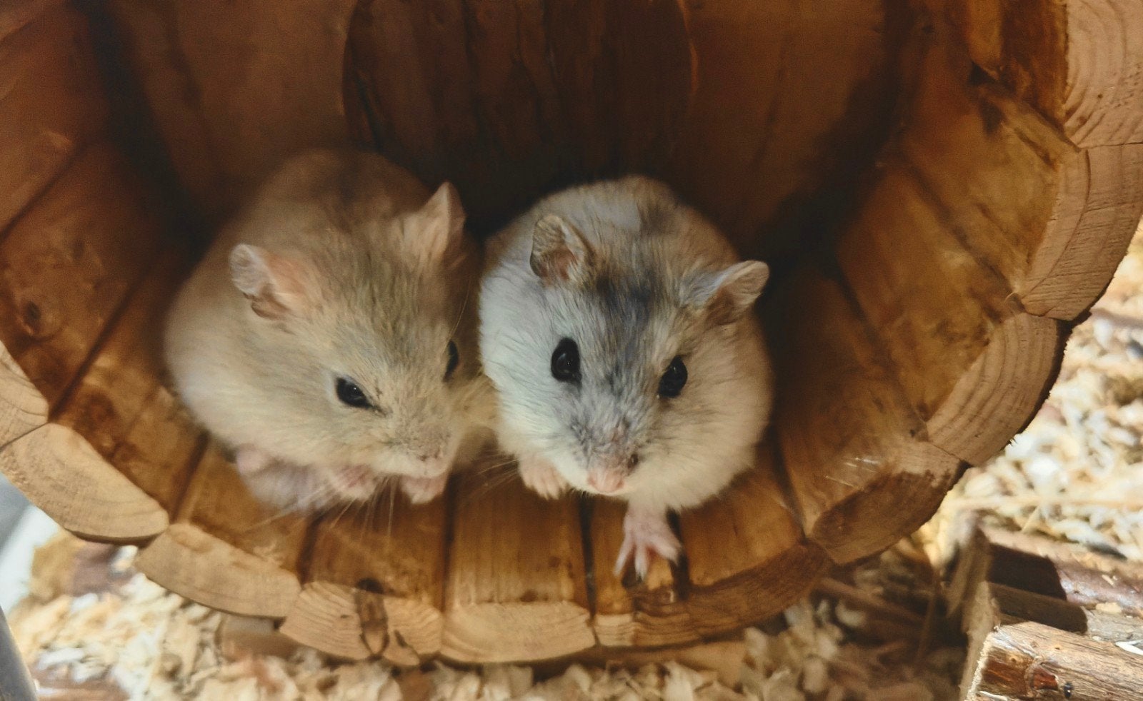 hamster te koop, Animaux & Accessoires, Rongeurs, Juin, Mâle, Hamster