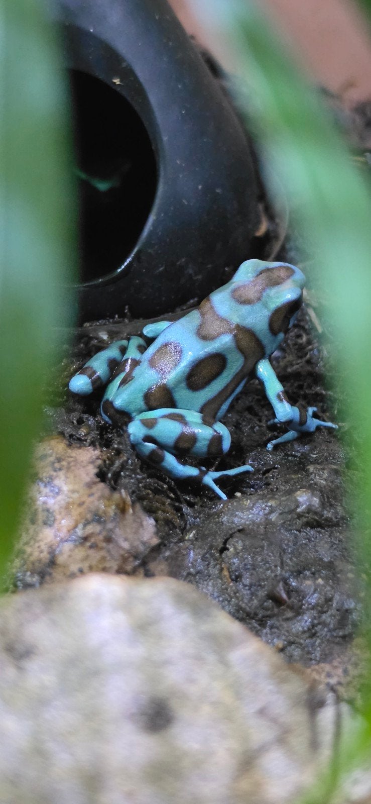 auratus birkhahn, Dieren en Toebehoren