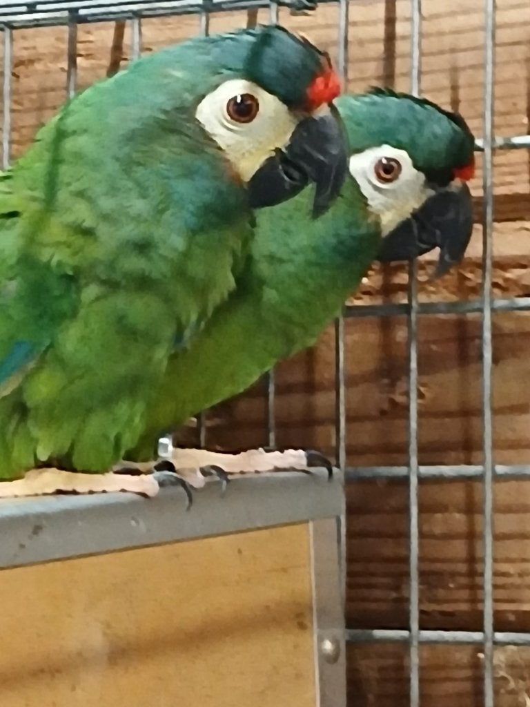 couple repro maracanas, Animaux & Accessoires, Plusieurs animaux, Perroquet, Bagué