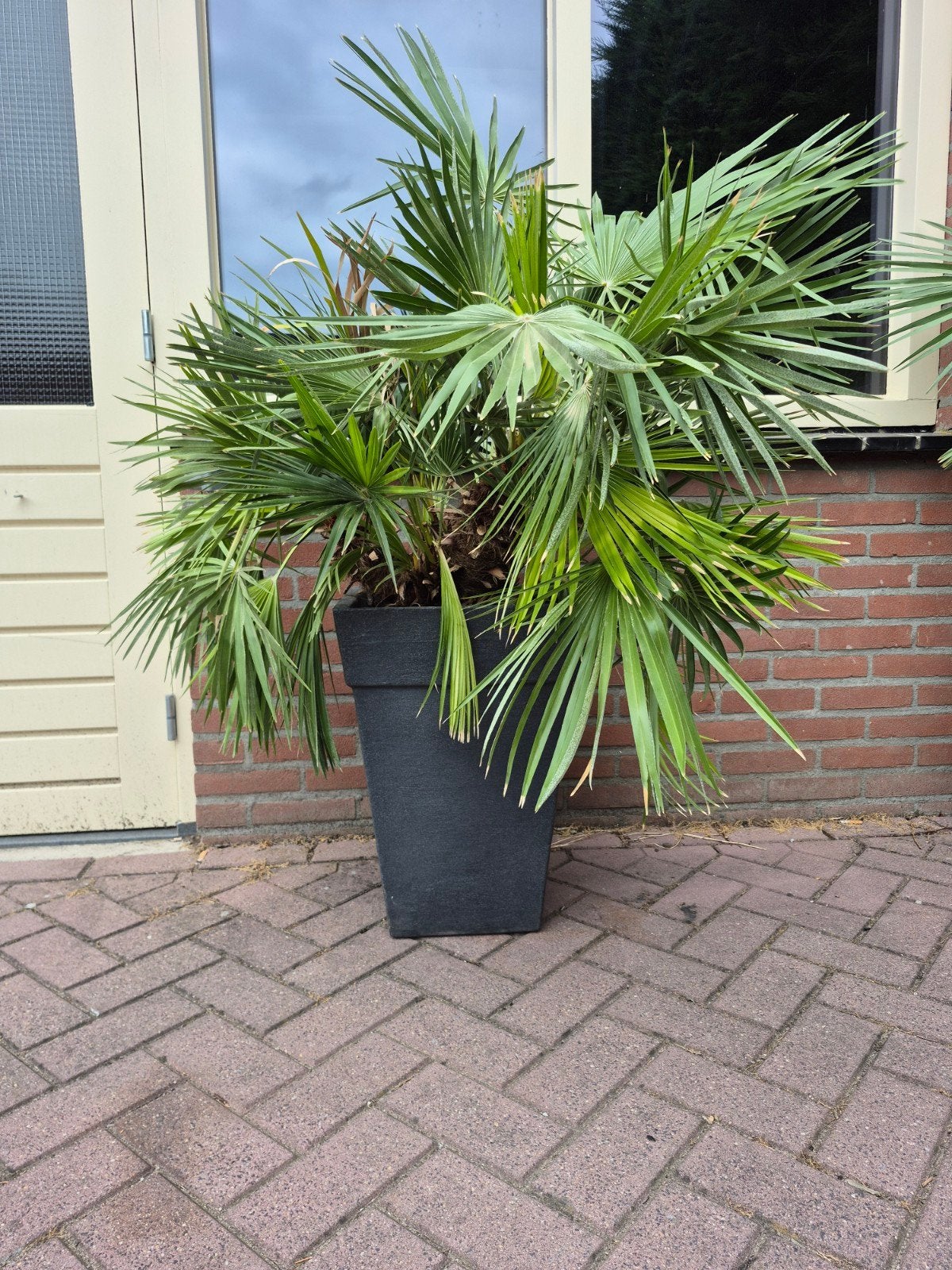 Chamaerops Humilis, Dwergpalm 2 stuks voor €200,- Palmboom, Tuin en Terras, Volle zon, Vaste plant, Bloeit niet, Ophalen