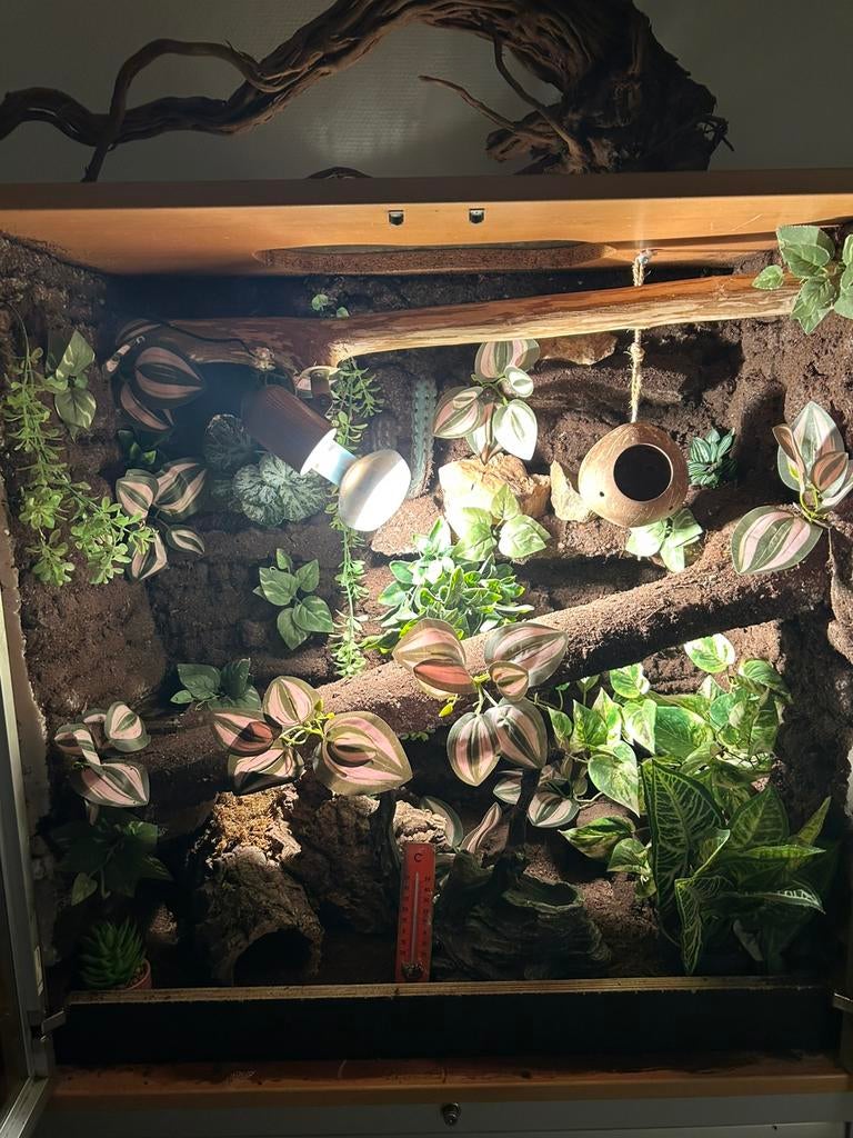 Terrarium te koop, Animaux & Accessoires, Reptiles & Amphibiens | Accessoires, Utilisé, Terrarium ou Paludarium, Enlèvement