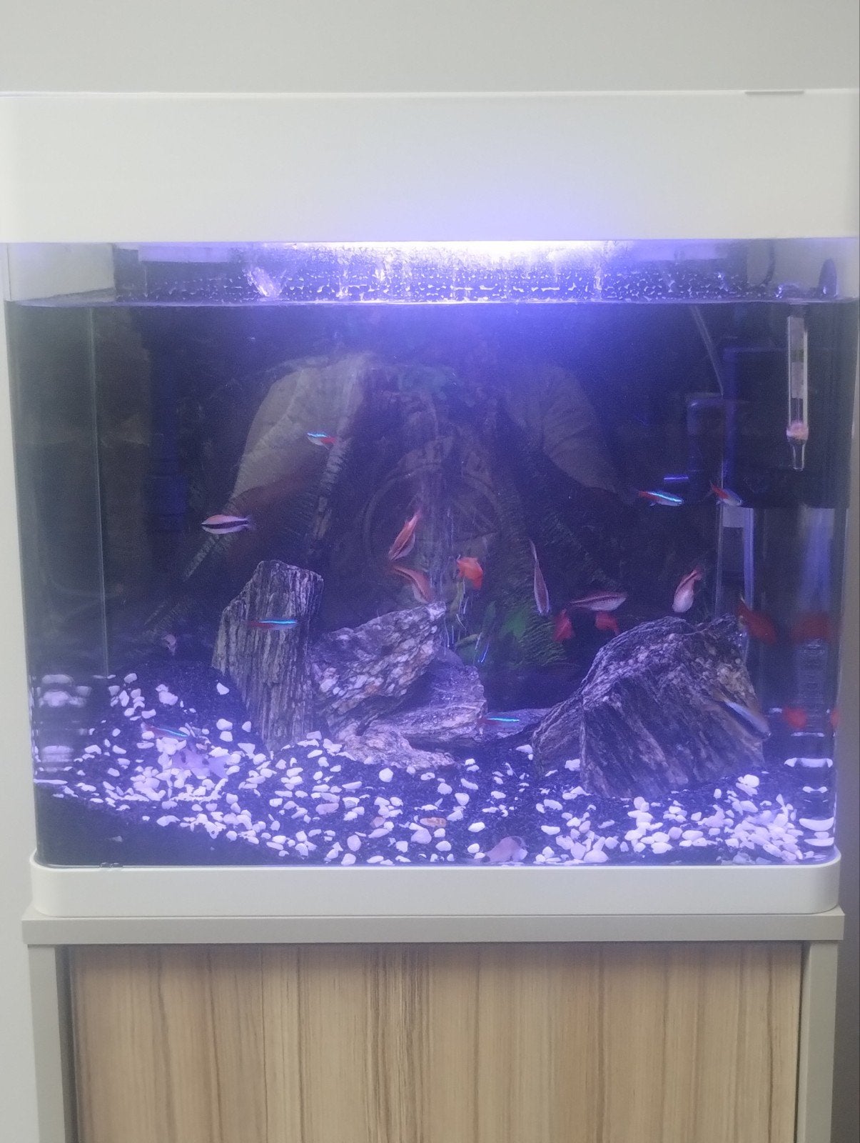 Aquarium met visjes en bijhorende kast en toebehoren., Dieren en Toebehoren, Vissen | Aquaria en Toebehoren, Gebruikt, Aquariummeubel