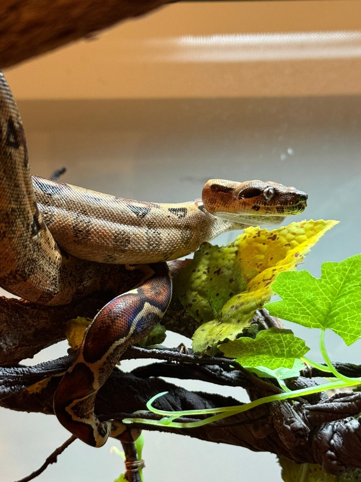 Boa constrictor, Dieren en Toebehoren