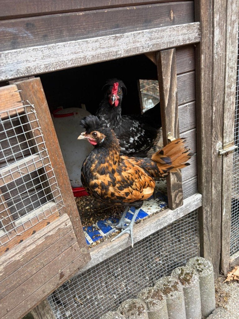 Appenzeller spitskuif, Dieren en Toebehoren, Meerdere dieren, Kip