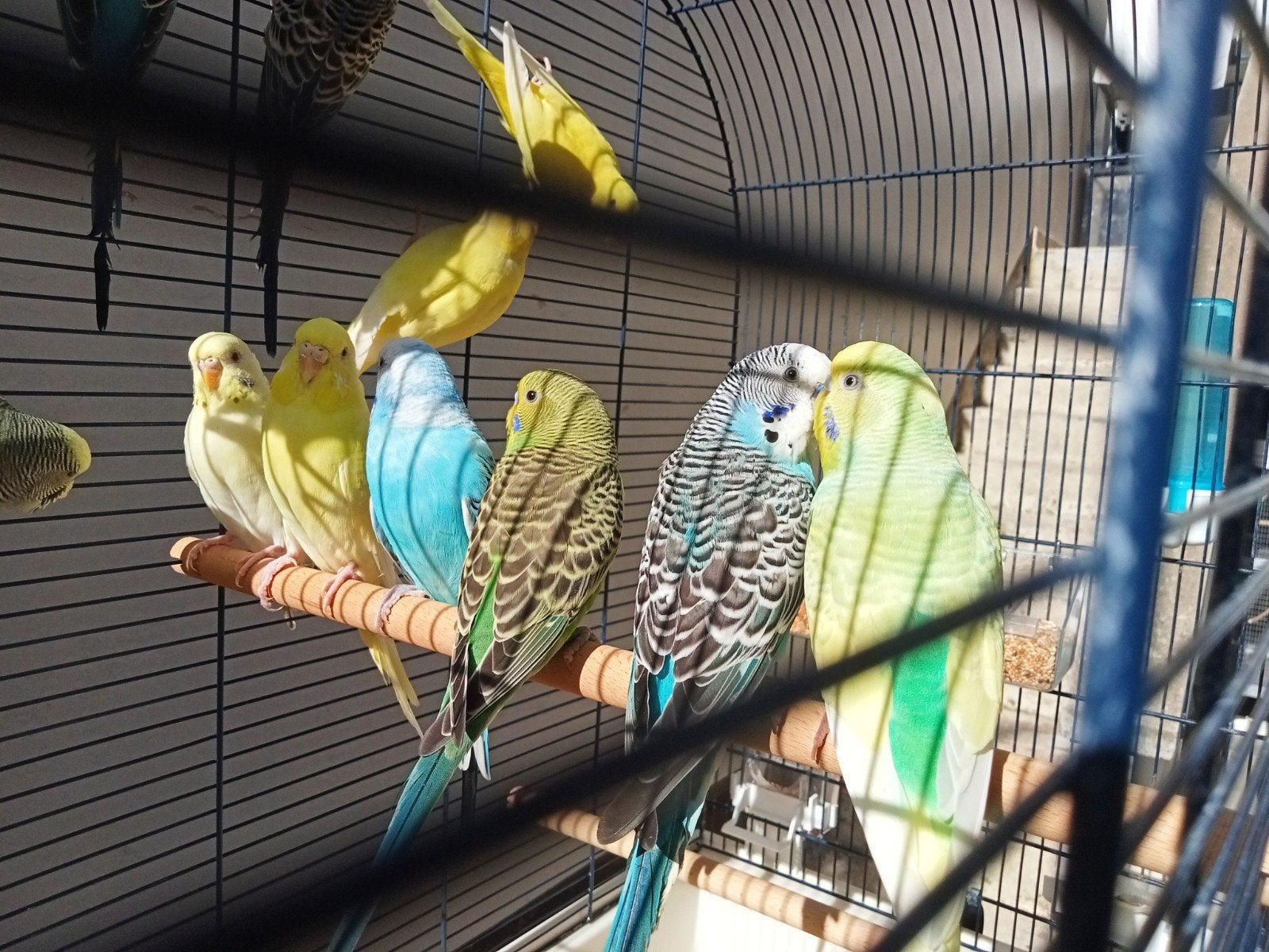 des perruches à vendre, Animaux & Accessoires, Oiseaux | Perruches & Perroquets, Plusieurs animaux, Perruche
