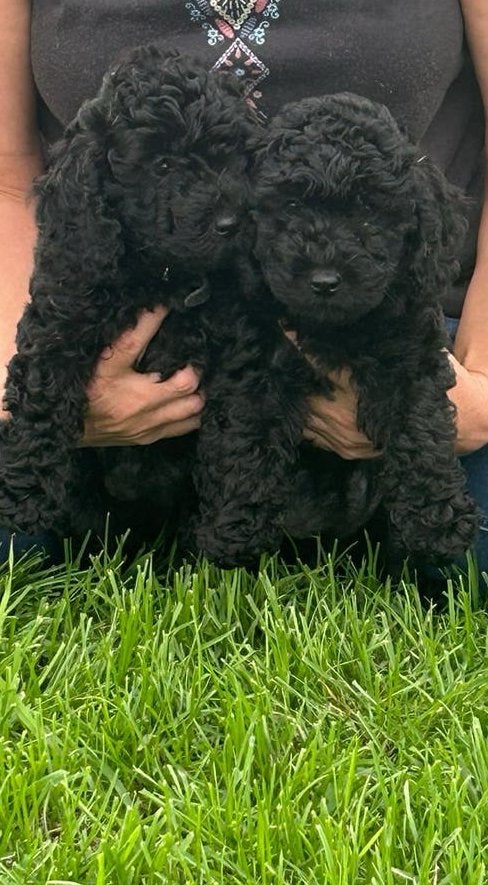 Dwergpoedel teefje, Caniche, Maladie de Carré (chiens), Chienne, Belgique