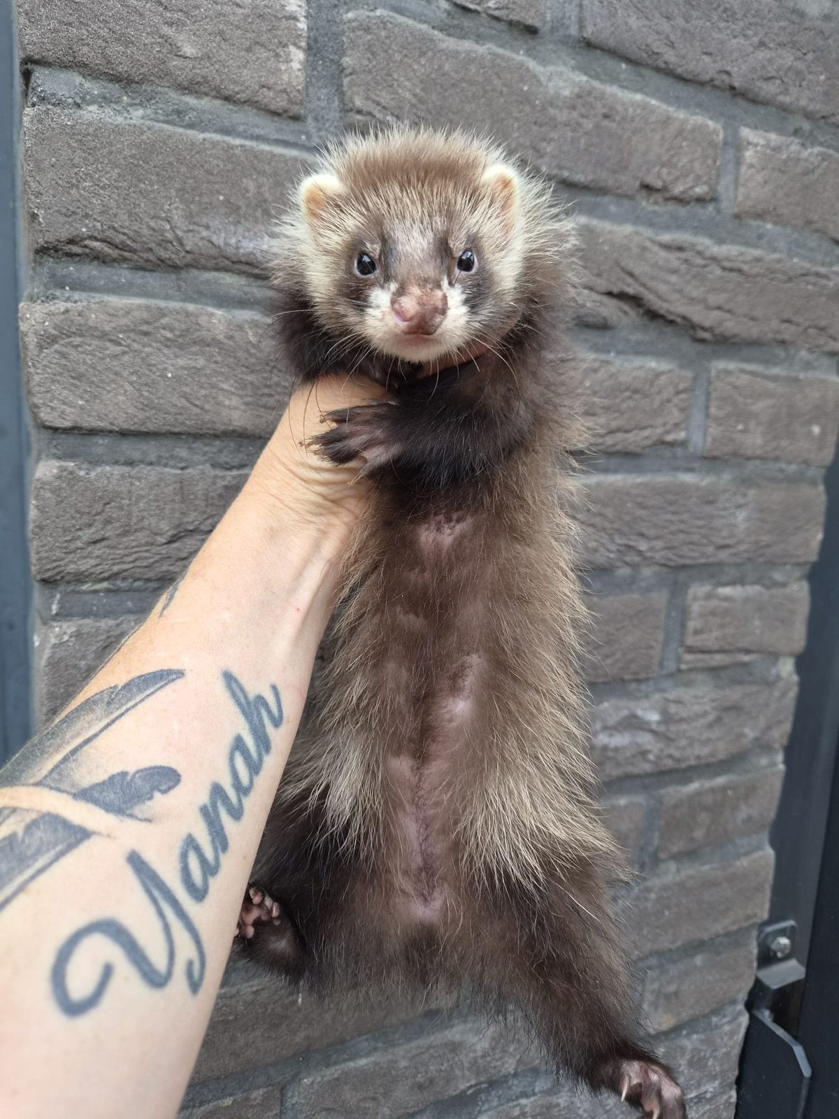 Moer wk angora, Mai, Femelle