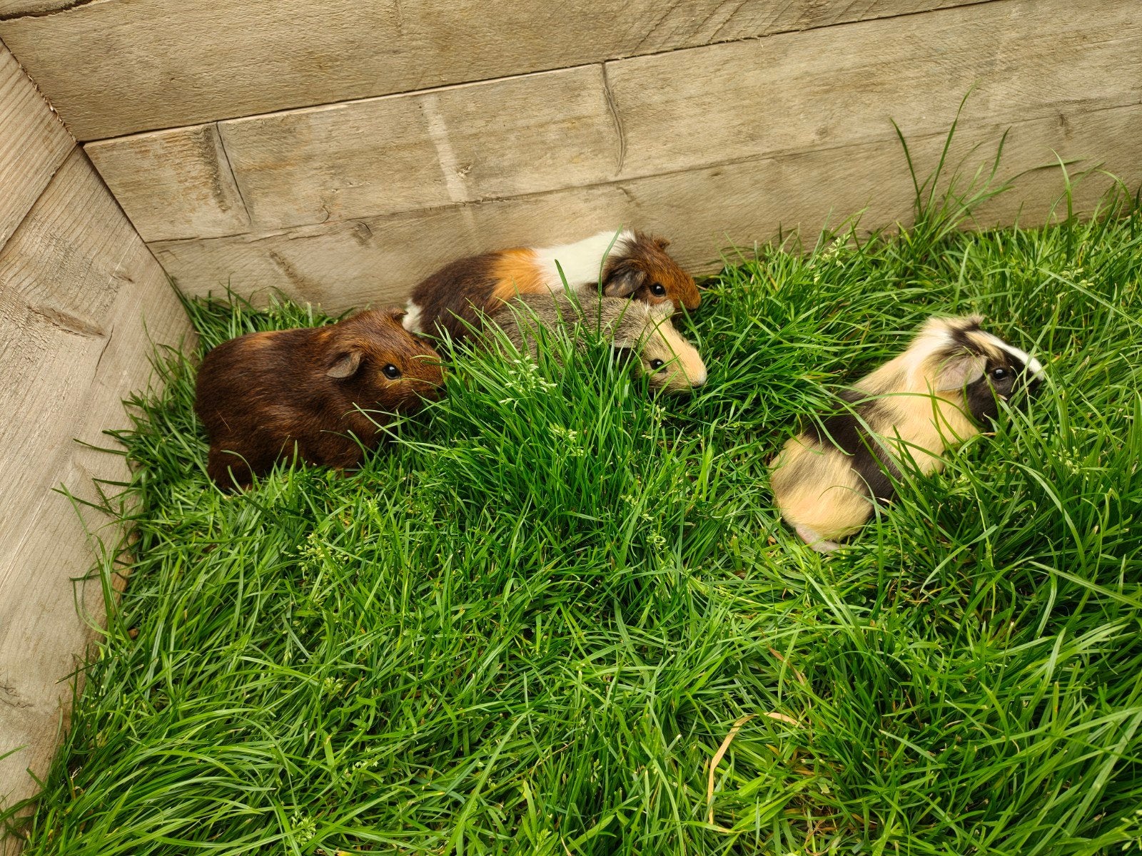 cavia's, Dieren en Toebehoren, Ophalen, Cavia
