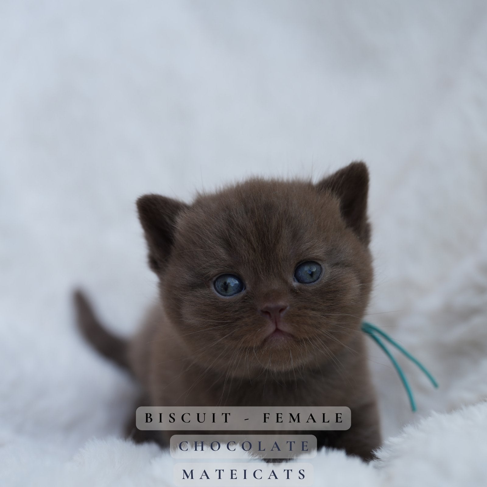 British Shorthair Chocolate - cinnamon - fawn/lilac, Meerdere dieren, Met stamboom, 0 tot 2 jaar