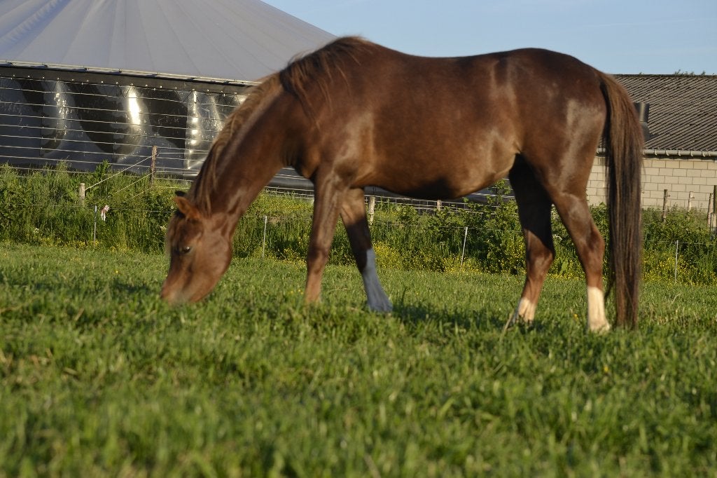 Welsh merrie te koop, Dieren en Toebehoren, Merrie, Met stamboom, 3 tot 6 jaar, C pony (1.27m tot 1.37m)