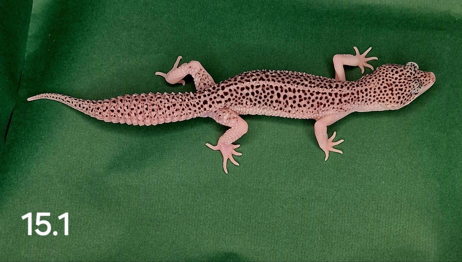 0.1 luipaard gecko, Dieren en Toebehoren, Reptielen en Amfibieën