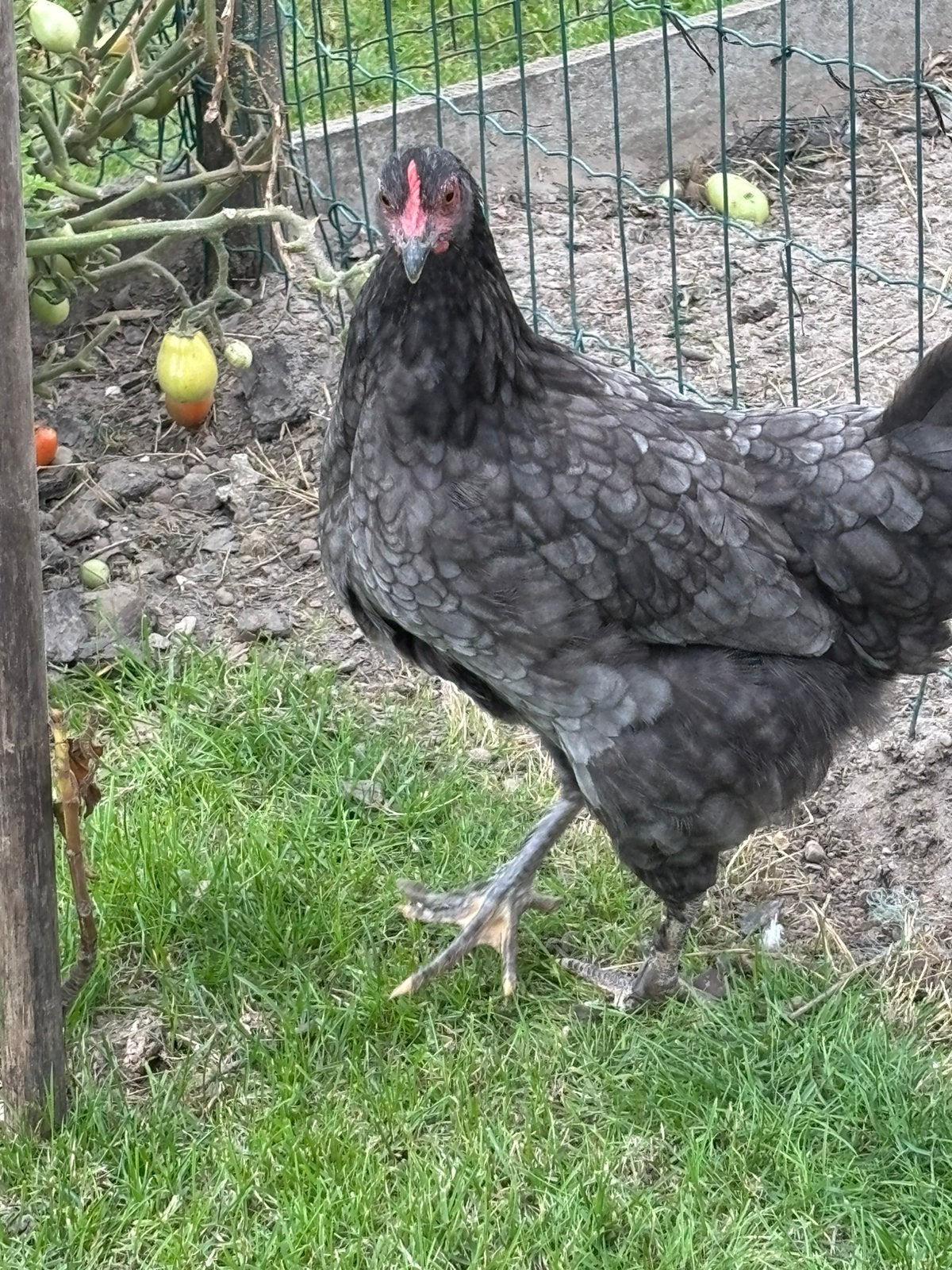 jonge Marans kruising hen geboren mei 2026, Dieren en Toebehoren