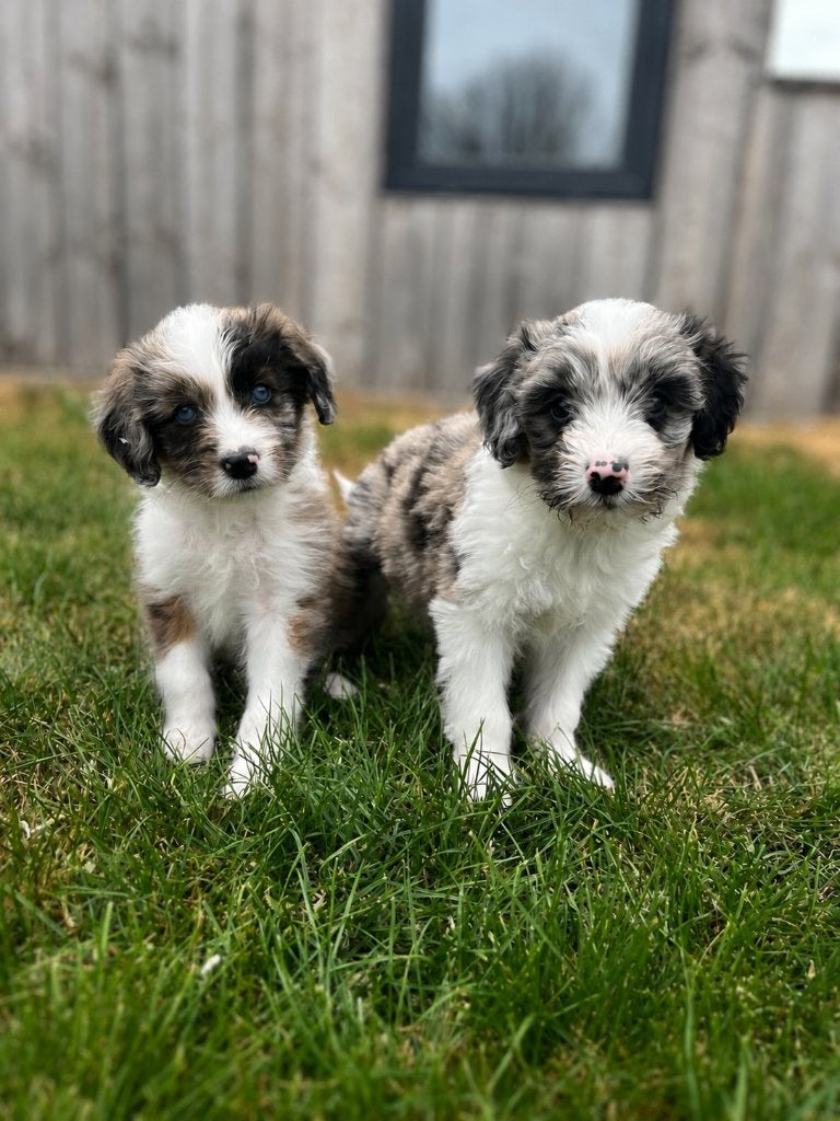 Knappe medium Doodle pups (Australische herder x poedel), Dieren en Toebehoren, Honden | Chihuahua's en Gezelschapshonden, Poedel