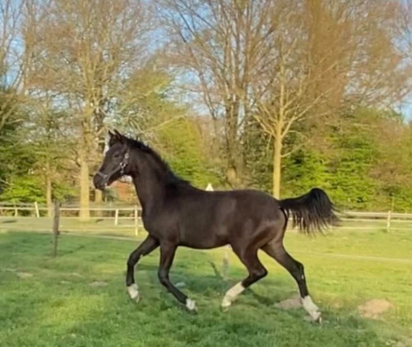 Chique 2jr Dressuur merrie, Dieren en Toebehoren, Merrie, M
