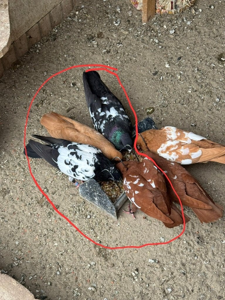 Duiven 2 koppels, Dieren en Toebehoren, Meerdere dieren, Overige soorten