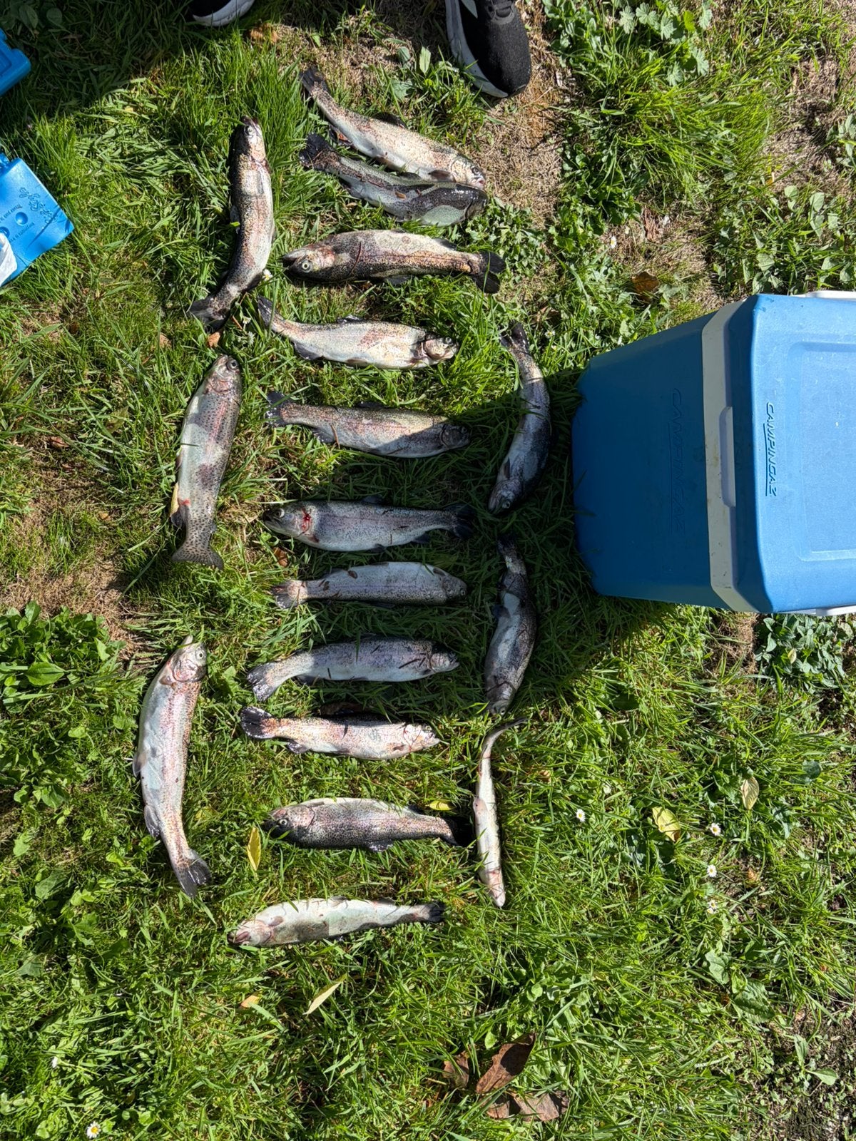 Verse Forel, Ophalen, Nieuw
