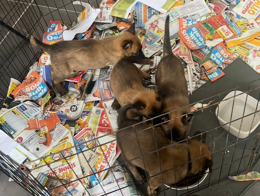 Chiots de berger Malines