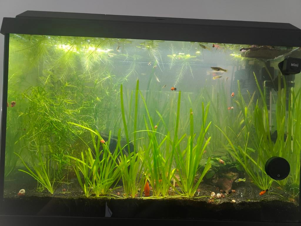 Compleet aquarium, Dieren en Toebehoren, Ophalen